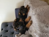 K9 SAFKAN ALMAN KURDU 2 KARDEŞ