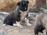 Orijinal Saf Kangal