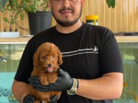 Maltipoo Yavruları