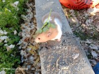 Eğitimli hamster pamuk