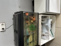 Sahibinden satılık akvaryum ve motor balıklar