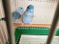 Forpus Cobalt erkek ve Pied Mavi Dişi Çift