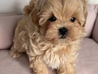 Kıpkızıl mini morkie 1 kg