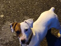 Safkan erkek ve dişi jack russell köpekler