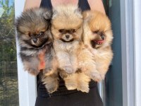 Pomeranian Boo Yavrular (Majyajsız Fönsüz)