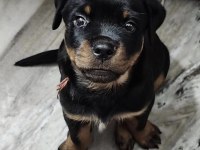 Rottweiler Köpeği