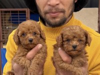 Toy poodle yavrularımız
