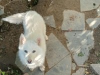 SAFKAN SÜT BEYAZ SİBİRYA KAHVE RENKLİ GÖZ