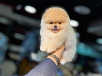 Pomeranian boo pamuk şekeri tadında