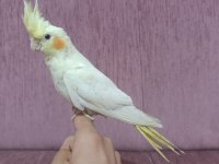 1.5 ay önce yeme geçti ele alışkın sultan papağanı