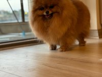 Pomeranian BOO DİŞİ (TÜRKİYEDE DAHA İYİSİ YOK)