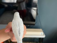 Yeni yeme düşmeye hazır muhabbet kuşu yavrular