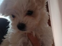 Maltese Terrier Yavru Dişi