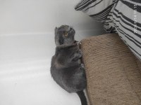 Şehir Değişikliği İçin Scottish Fold