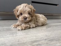 Tr de tek micro teacup maltipoo yavrusu