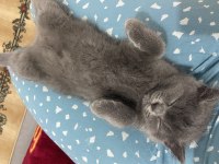 British shorthair yeni yuvasını arıyor