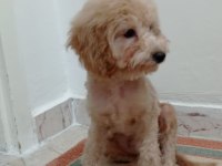 Oyuncu max toy poodle