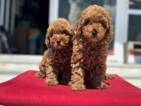 Yasal Ruhsatlı Çiftlikde Ziyarete Açık Toy Poodle