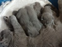 Yavru safkan İngiliz british shorthair