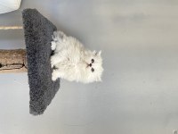 Show kalite british longhair bebeklerimiz