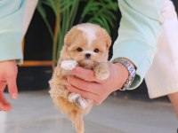 MALTİPOO ÇOCUKLARIM