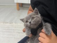 Erkek yavru british shorthair kedisi