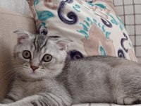 Yeni 3 aylık erkek SCR li scottish fold
