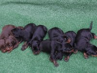 22 Ekim doğumlu doberman yavrularımız