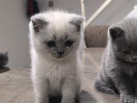 Özenle British Shorthair Yavruları