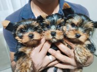 Yorkshire terrier yavrular