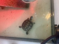 Sağlıklı erkek ve dişi su kaplumbağaları