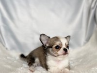 biblo bebek chihuahua