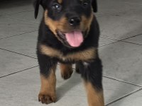 A KALİTE ERKEK ROTTWEİLER YAVRULARI