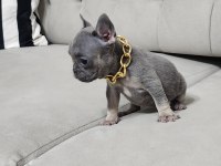 LİLAC TAN FRENCH BULLDOG DİŞİ YAVRU MİCRO BOY EXOTİC