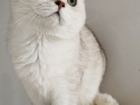 Scottish fold shorthair ns11 erkek