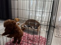 2 aylık yavru toy poodle
