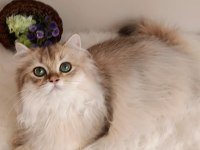 British longhair lilak golden erkek sevimli cana yakın