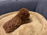 Poodle Kore Teacup 3.5 Aylık Dişi