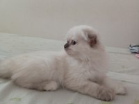 Uyguna Brittish Longhair Acil 2 Aylık Dişi