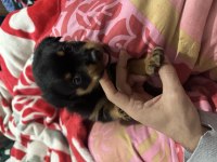 Saf kan Rottweiler yavrularım