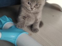 British longhair saf ırk 1 erkek ve 1 dişi