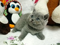 A kalite british shorthair yavrular yeni sahiplerini arıyor