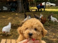 MALTİPOO ÜST DÜZEY ERKEK YAVRUMUZ