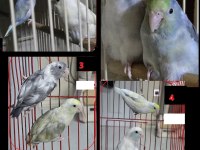 Farklı Mutasyon Renkler 4 Adet Çift Forpus Papağanı