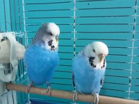 Eş Muhabbet Kuşu