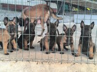 A Scr Belçika Malinois Yavrularımız