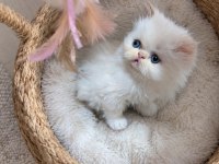 İran Persian Safkan Bebeklerim