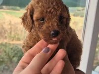 Muhteşem Poodle Mınıkler