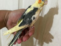 40 Günlük Full Evcil Pied Renk Bebek Sultan