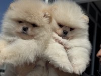 Petmode köpek çiftliğinde ziyarete açık pomeranian